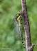 Klínatka obecná (Vážky), Gomphus vulgatissimus (Odonata)